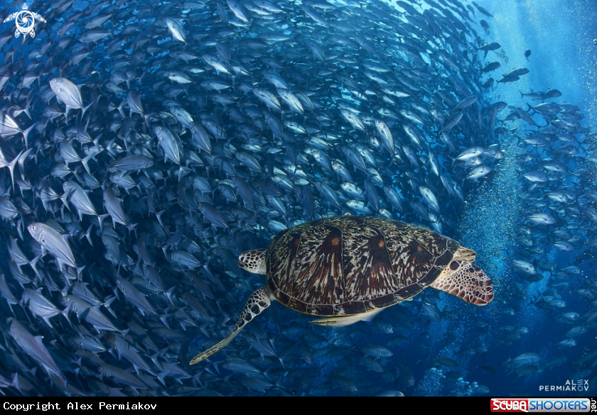 A Sea turtle