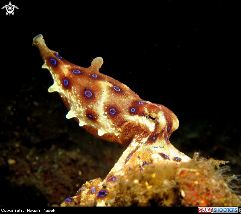 A Blue Ring Octopus