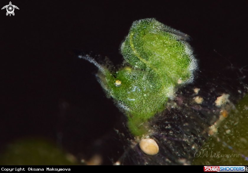 A Little Green Shrimp (Phycocaris sp.)