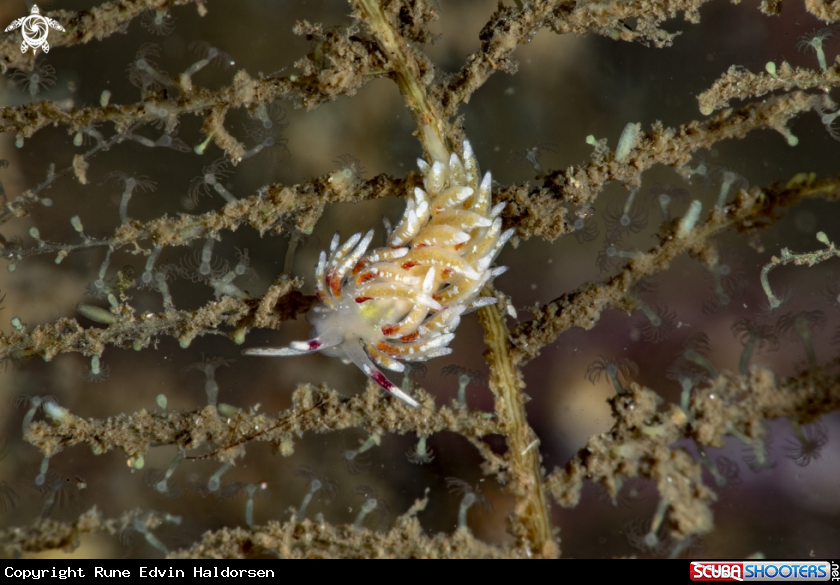 A Rubramoena rubescens