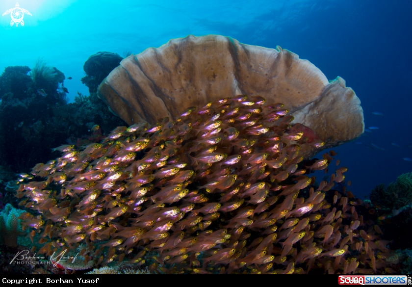 A Glassfish