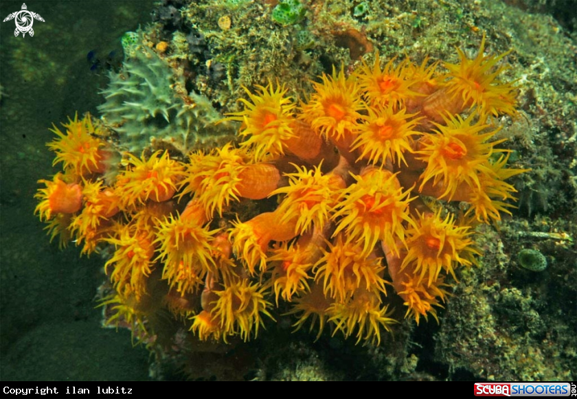 A soft corals