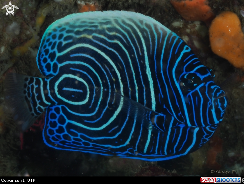 A Emperor angelfish juvenile 