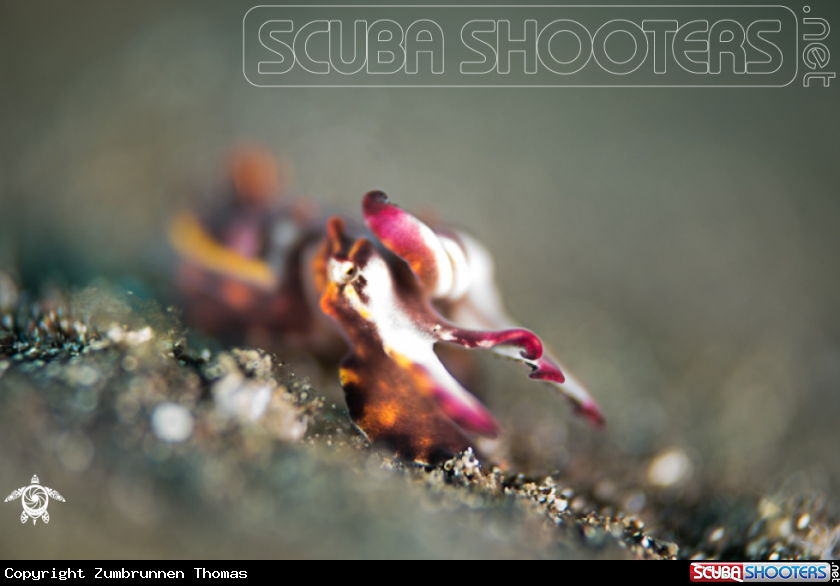 A Flamboyant Cuttelfish