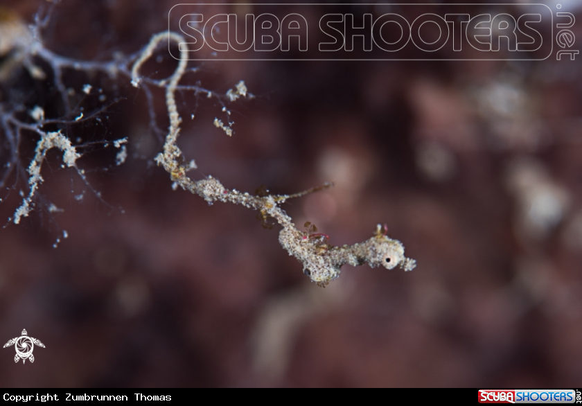 A Lembeh Sea Dragon 