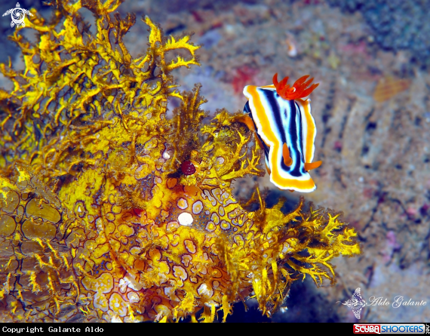 A Rhinopia - Chromodoris Nudibranch