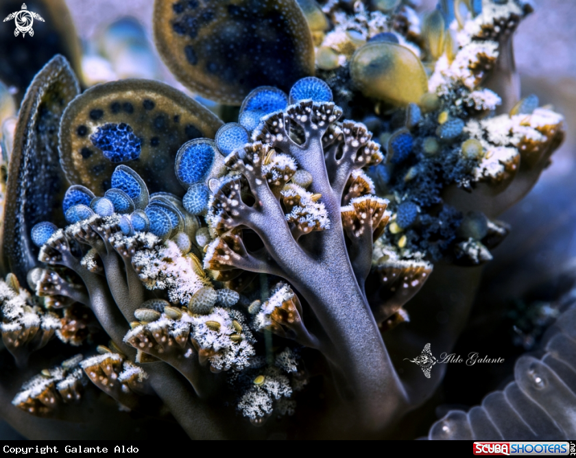 A Jellyfish