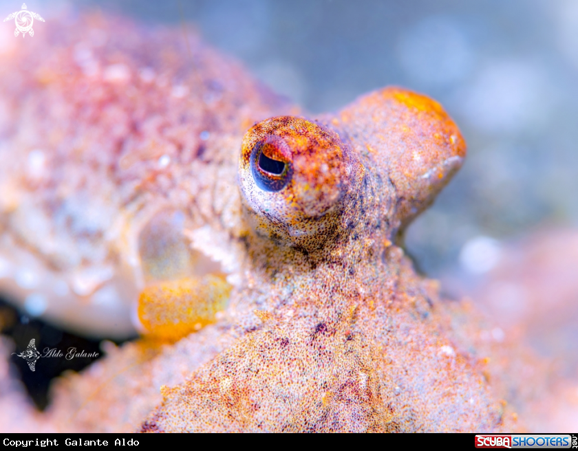 A Octopus