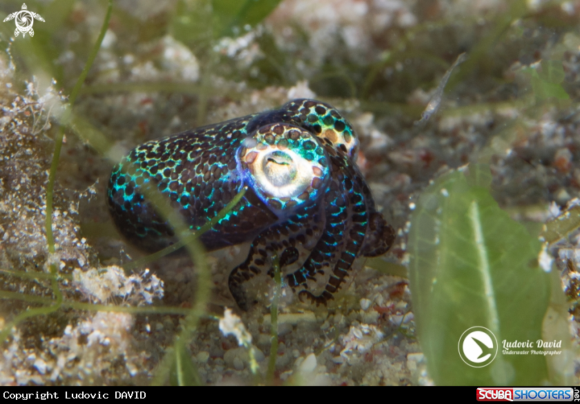 A Berry's Bobtail Squid