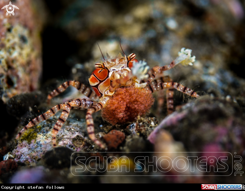A Pom Pom Crab