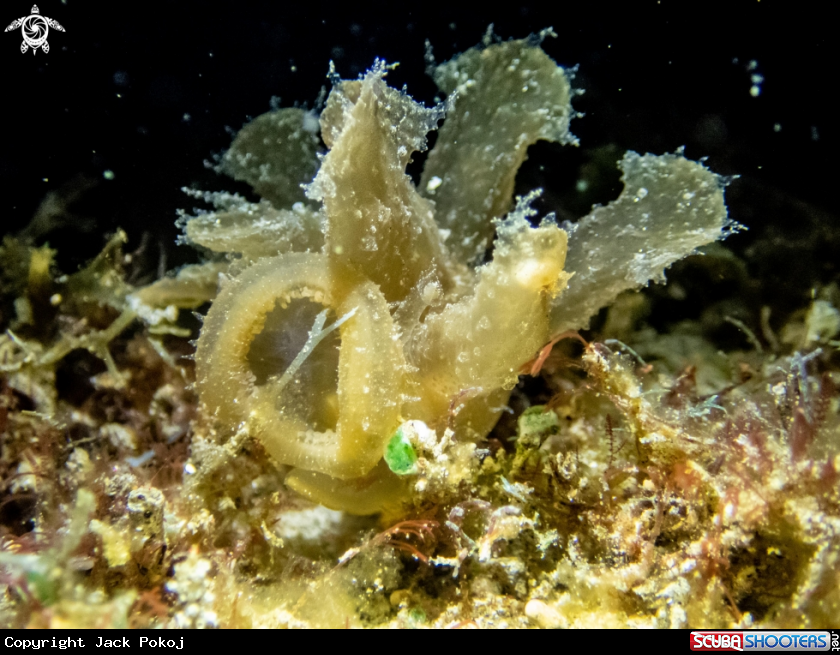 A Melibe viridis