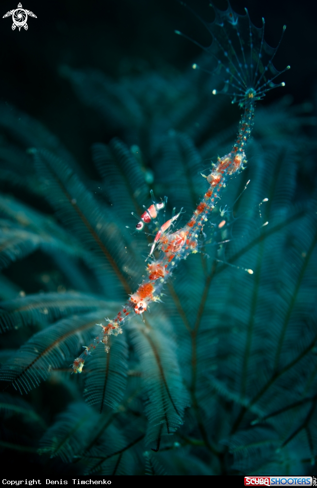 A GHOST PIPEFISH