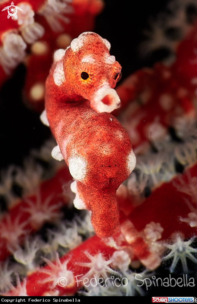 A Pigmy seahorse
