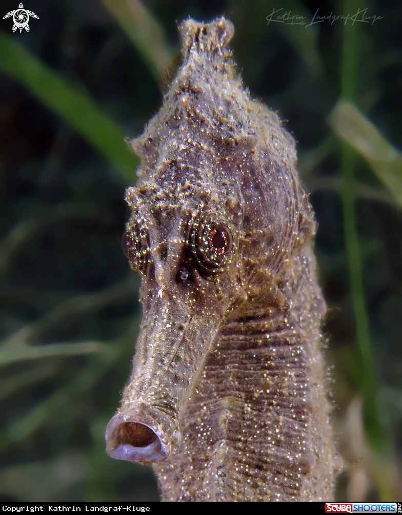 A Seahorse