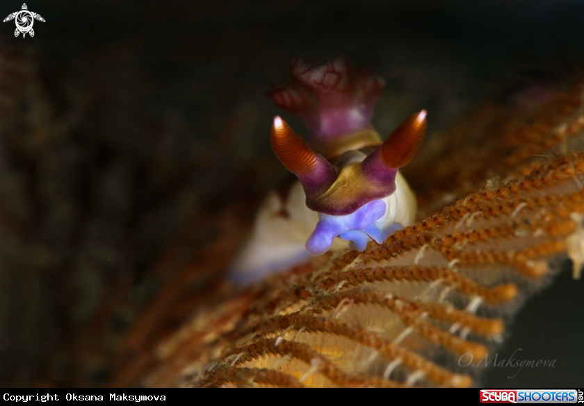 A Nudibranch Nembrotha chamberlaini