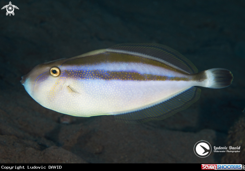 A Rhino Filefish
