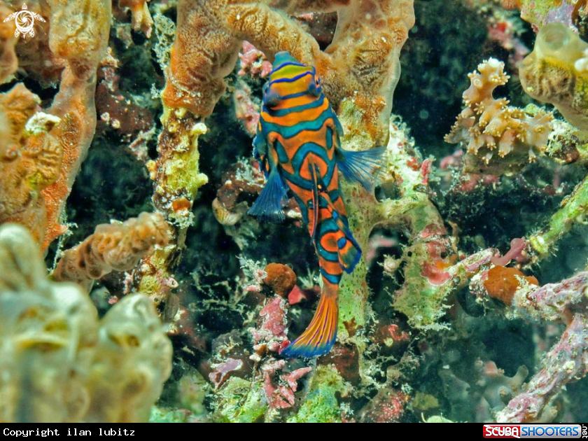 A mandarin fish
