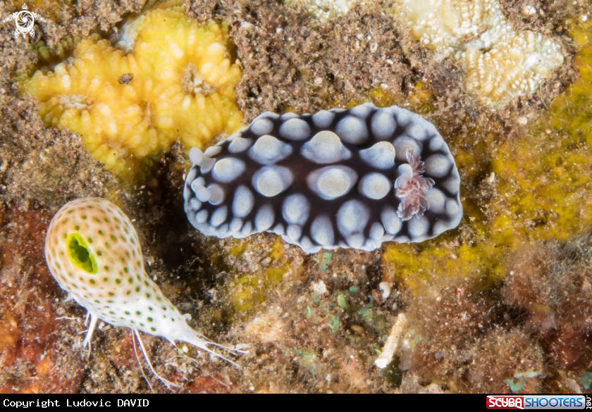 A Lumpy Dendrodoris