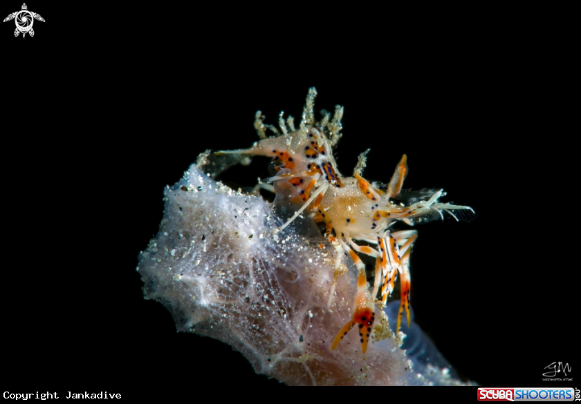 A Spiny tiger shrimp