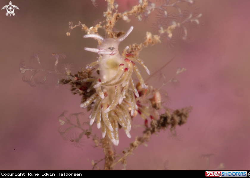 A Rubramoena rubescens