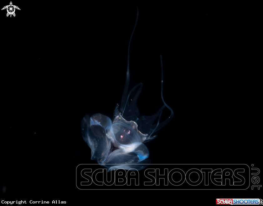 A sea butterfly