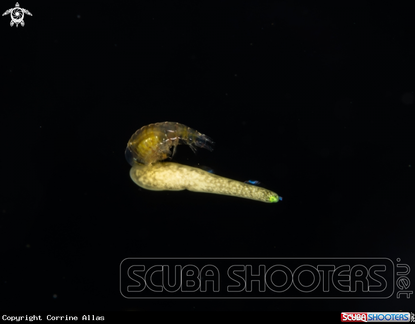 A sand flea