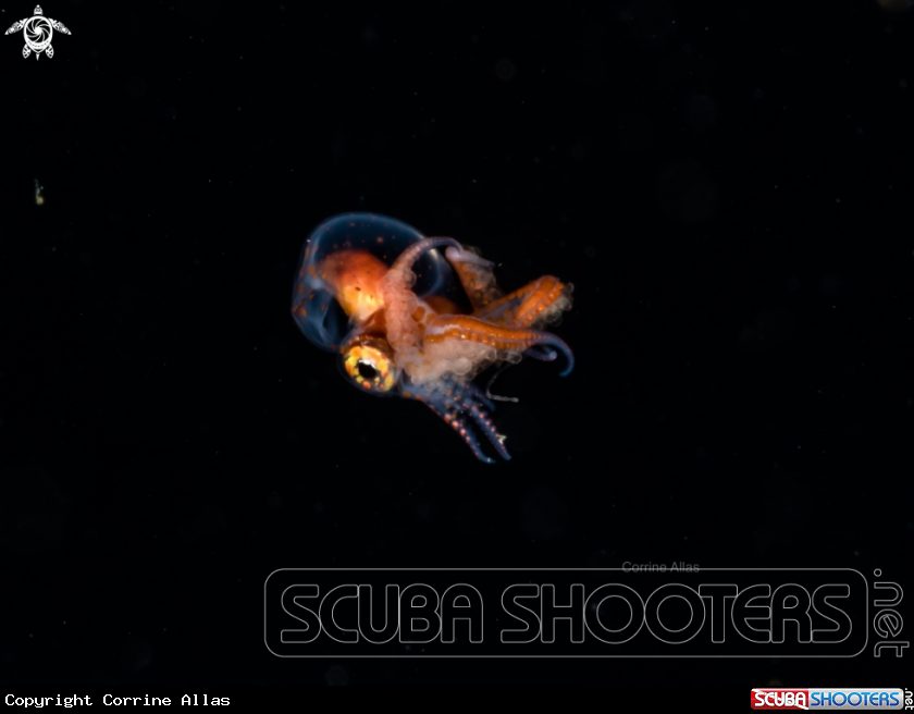 A larval blanket octopus