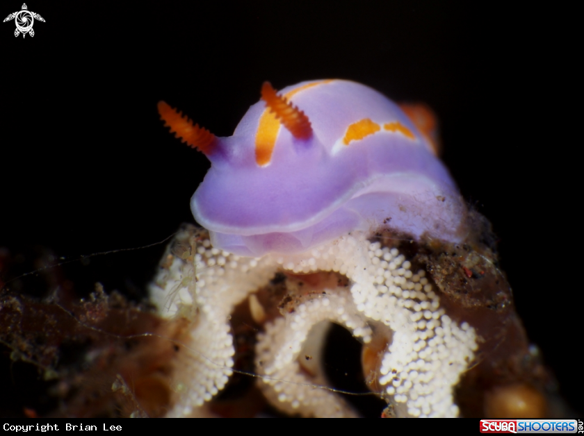 A Nudi and Egg