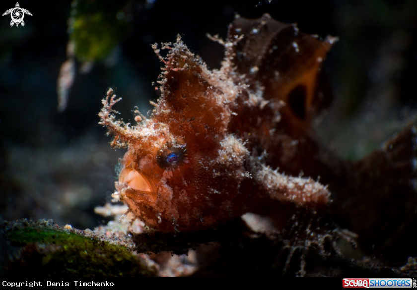 A FROGFISH