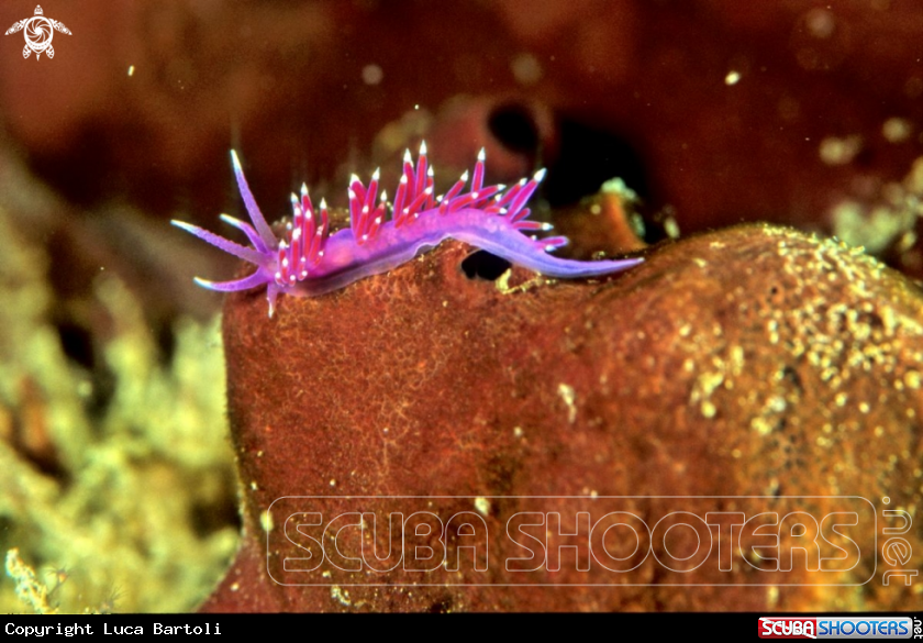 A Flabellina