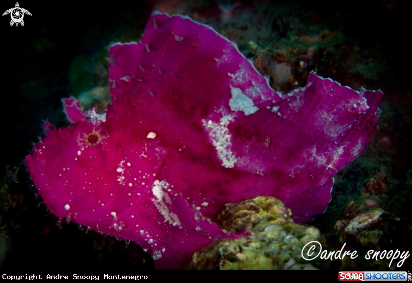 A Leafy Scorpionfish