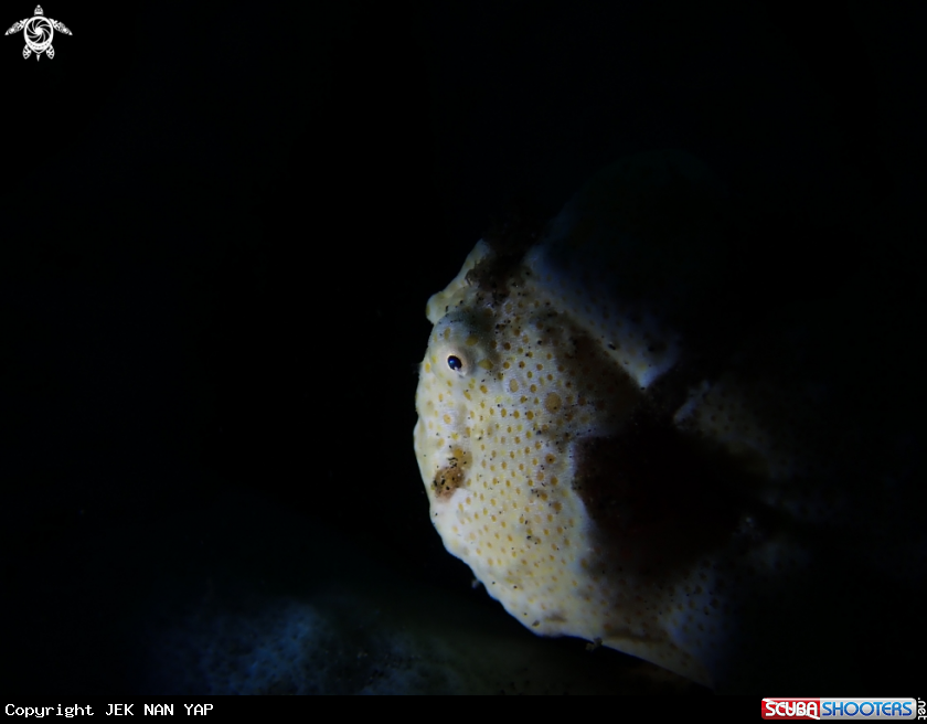 A Painted frogfish