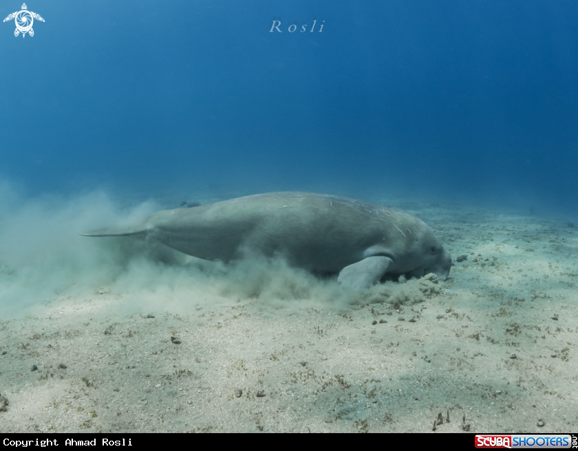 A Dugong