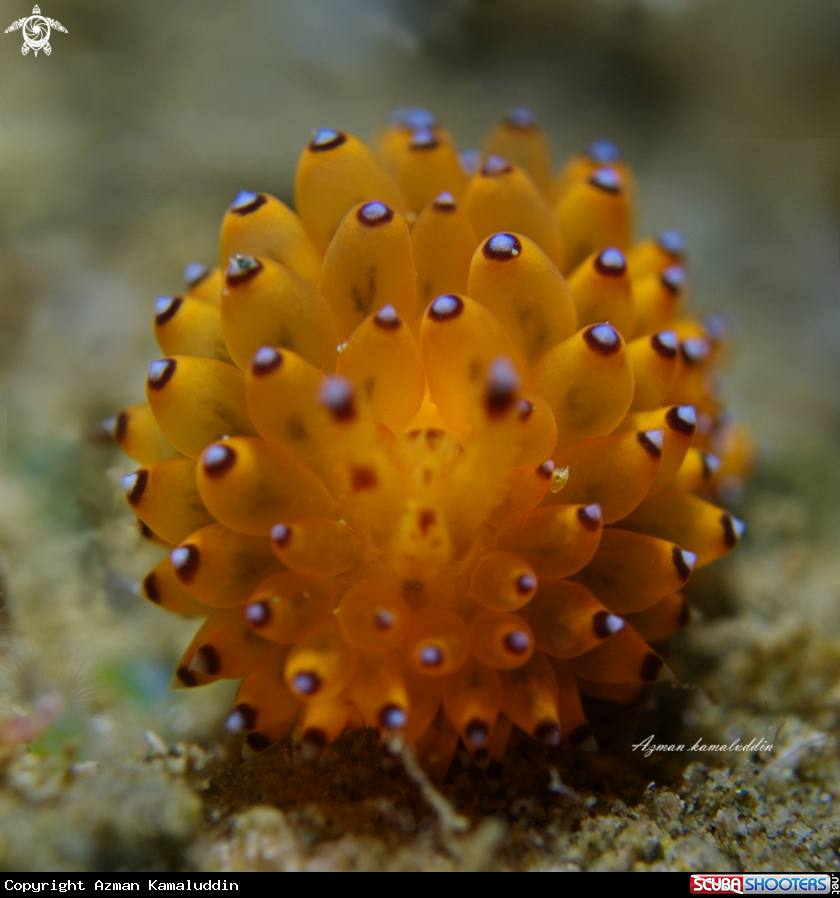 A Nudibranch