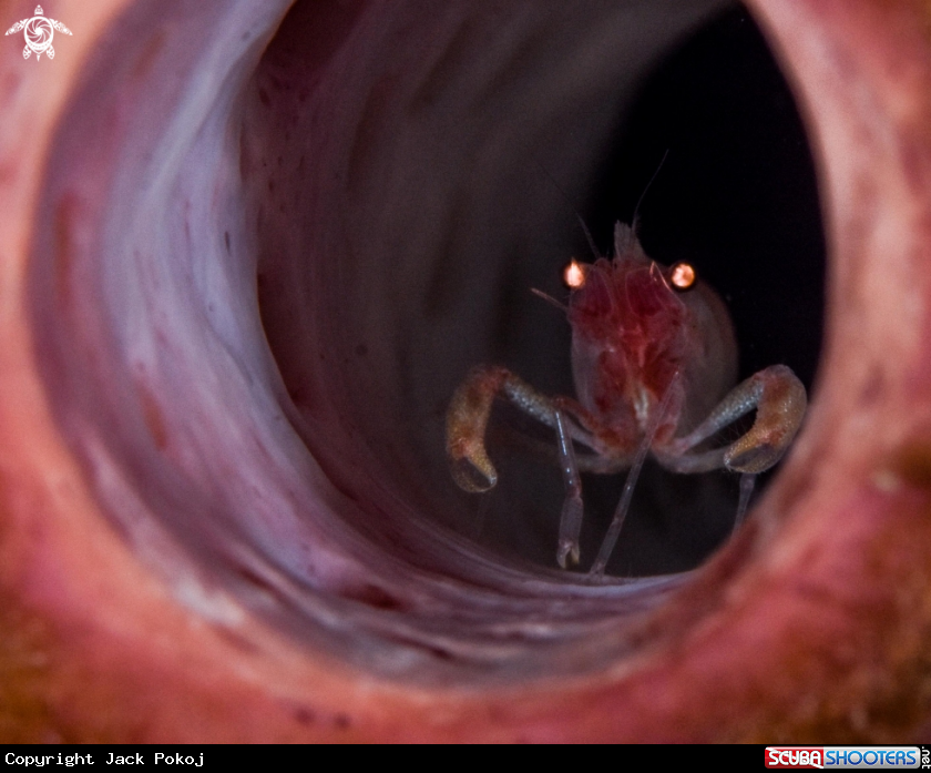 A Tunicate shrimp