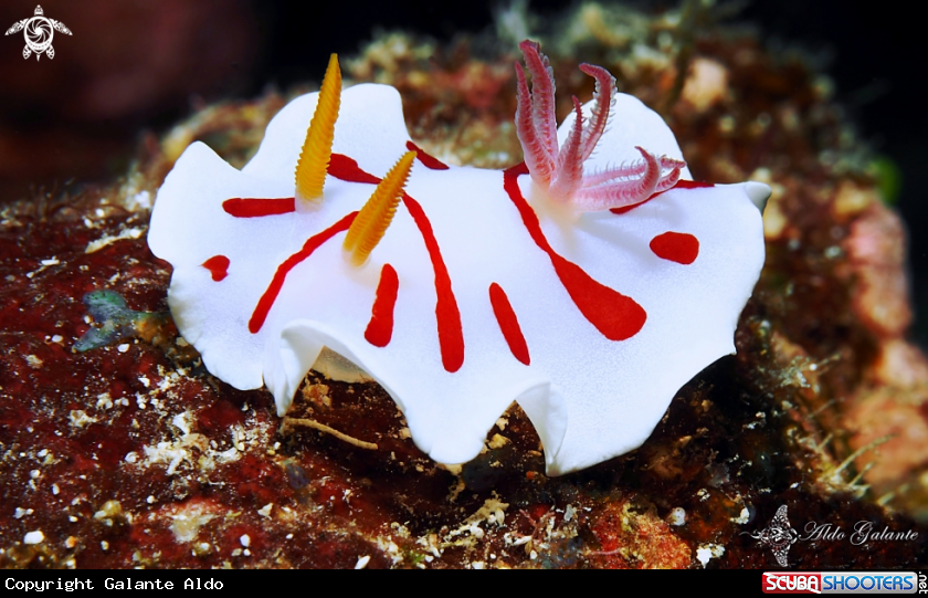 A Noumea Nudibranch