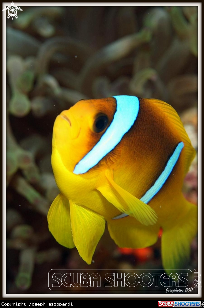 A anemone fish