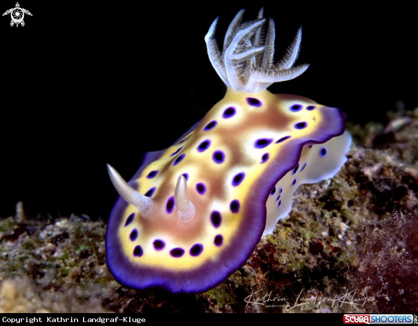 A Nudibranch