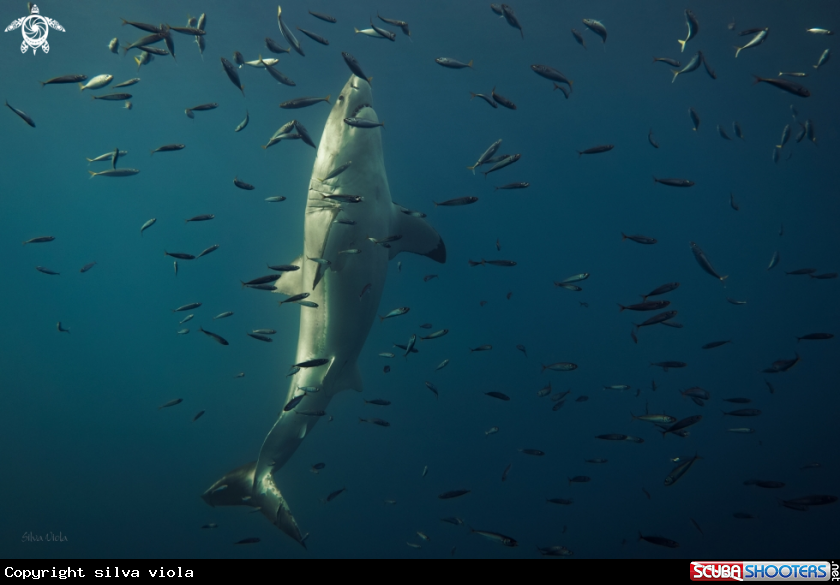 A Great White Shark