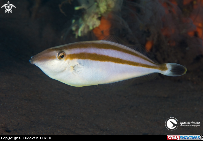 A Rhino Filefish
