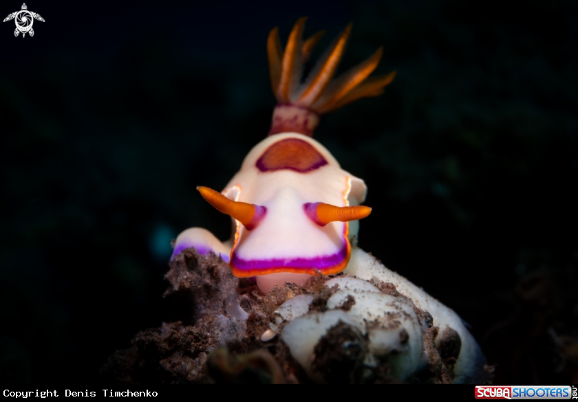 A NUDIBRANCH