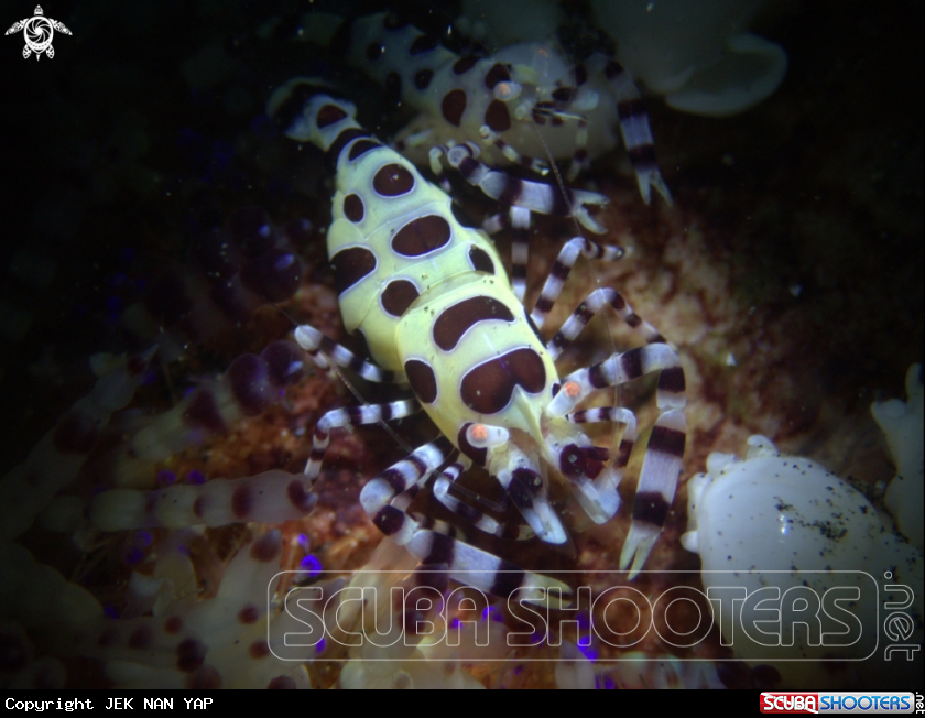 A Commensal Shrimp