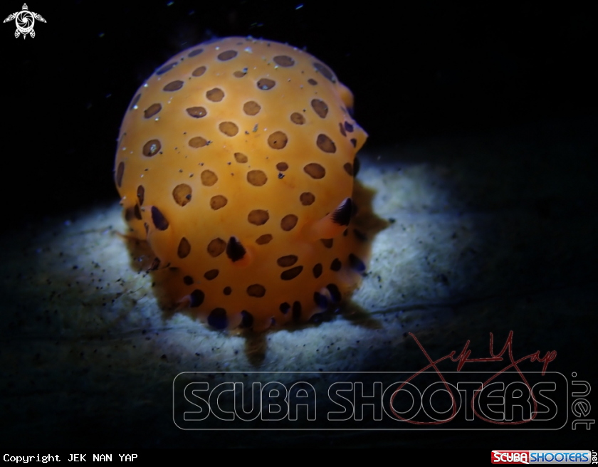 A Nudibranch 