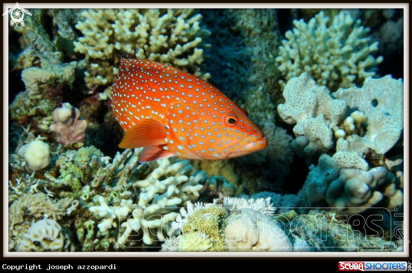 A Coral hind