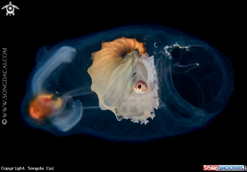 A Paper Nautilus