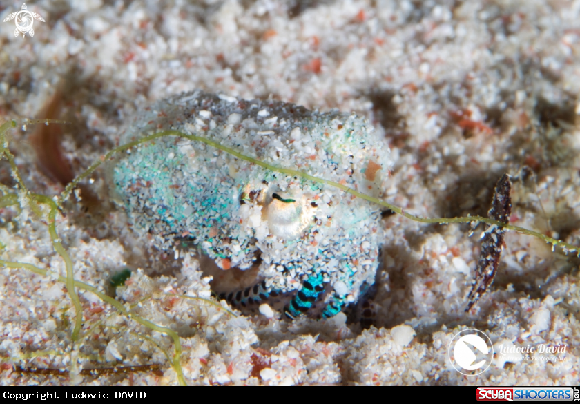 A Berry's Bobtail Squid