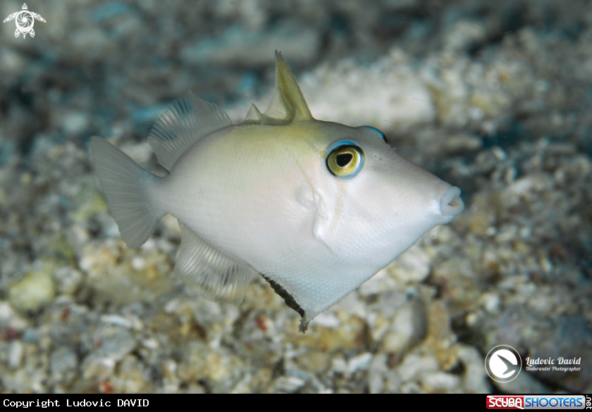 A Scythe Triggerfish