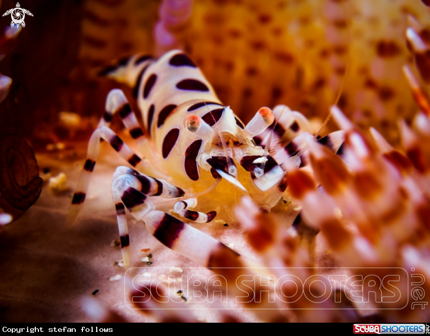 A Coleman Shrimp 