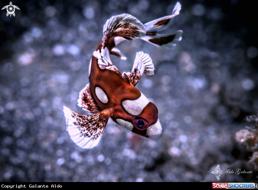 A Harlequin fish