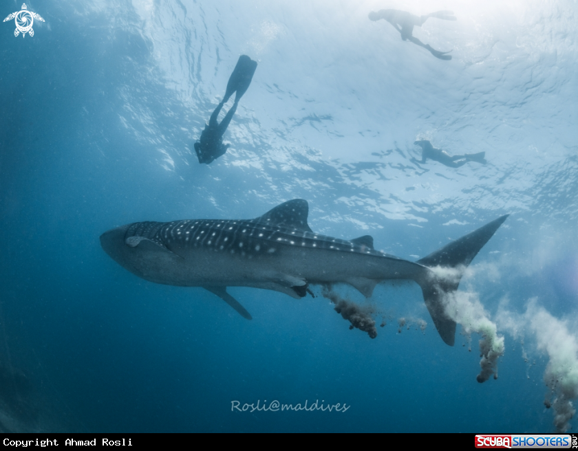 A Whale Shark